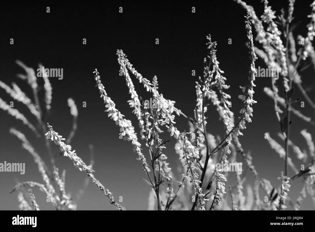Blumen im Sommer Feld. Schwarz-weiß-Filter Stockfoto
