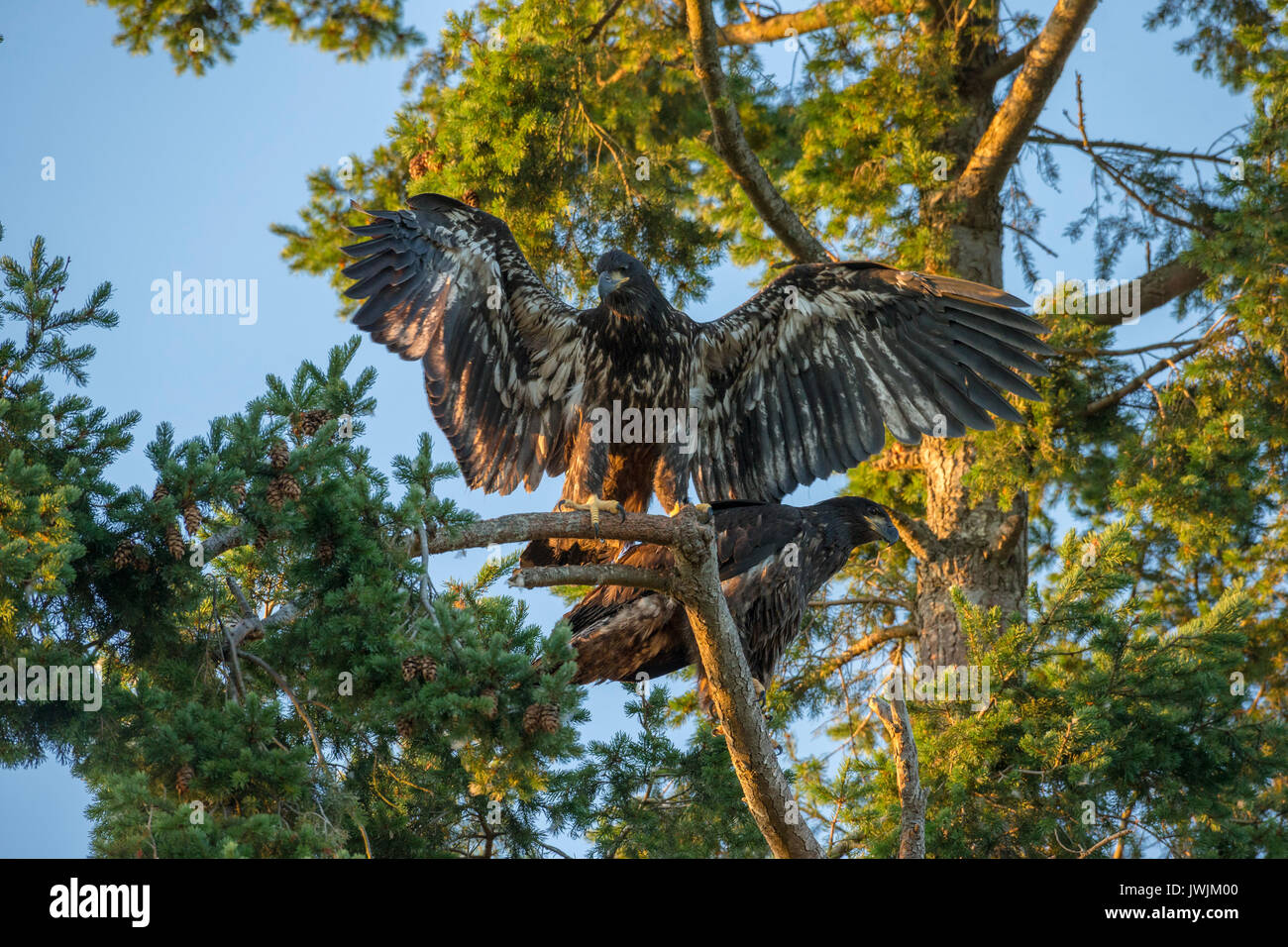 Weißkopfseeadler eaglets Verzweigung von Nest an Robert's Bay-Sidney, British Columbia, Kanada. Stockfoto