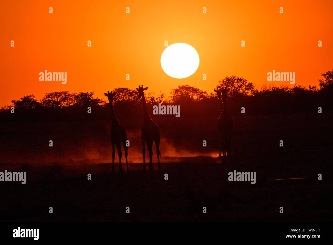 Giraffe Sonnenuntergang Stockfoto