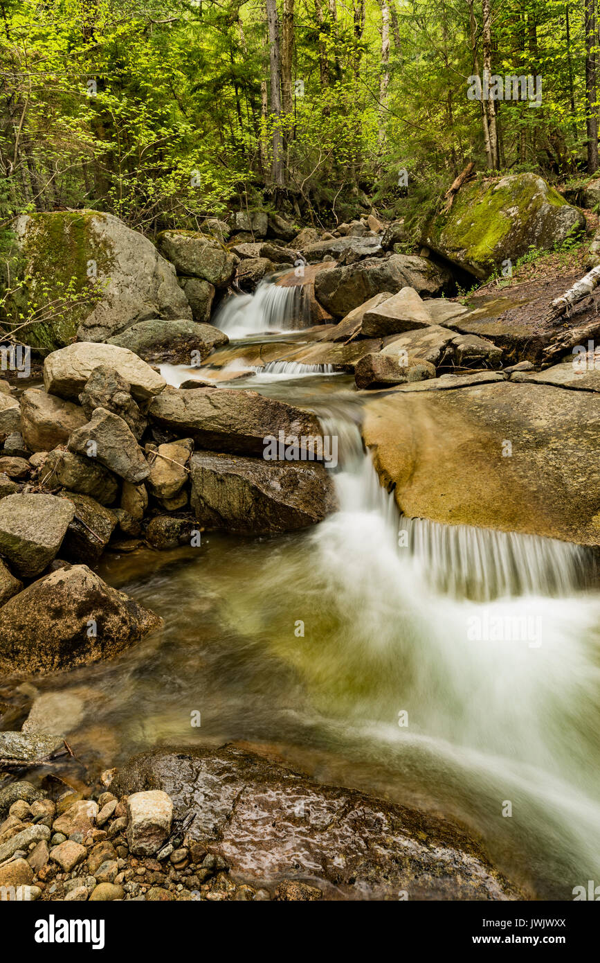 Trockenen Bach im Frühjahr entlang der Falling Waters Trail, Grafton Co., Franconia Notch State Park, Lincoln, NH Stockfoto