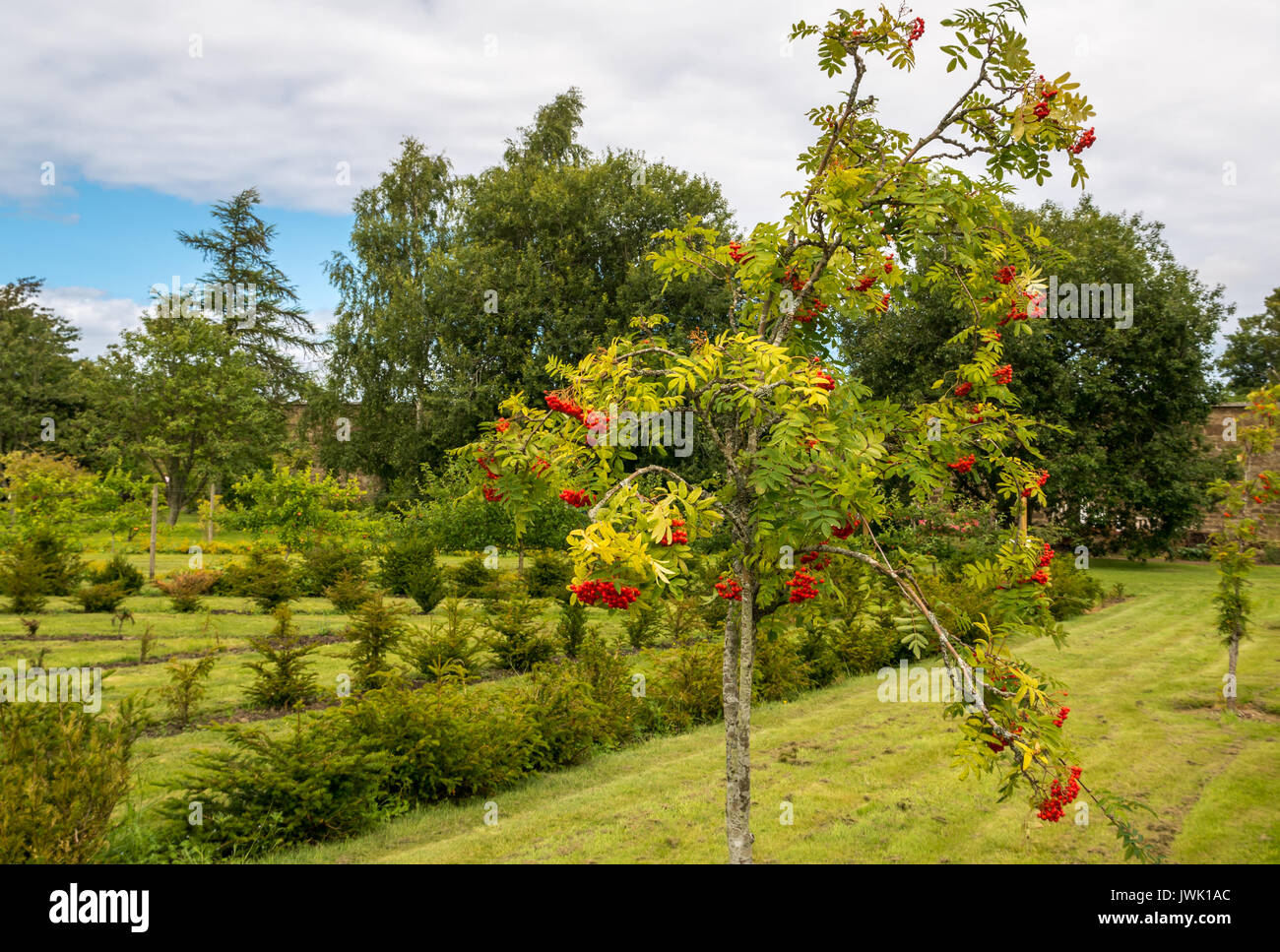 Blühender Rowan-Baum, Gebirgsasche und junge Eibenhecken im Amisfield Walled Garden aus dem 18. Jahrhundert, Haddington, East Lothian, Schottland, Großbritannien Stockfoto