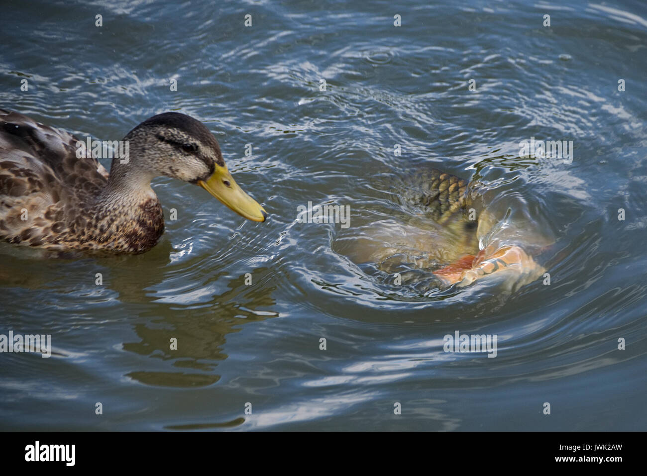 Brot ist nicht gut für die Fütterung der Enten wird aber durch weibliche Stockente und Karpfen Fisch gegessen Stockfoto