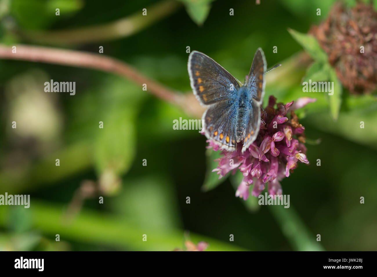Weibliche gemeinsame blauer Schmetterling Sammeln von Nektar, Pollen von einem lila Distel Blütenkopf Stockfoto