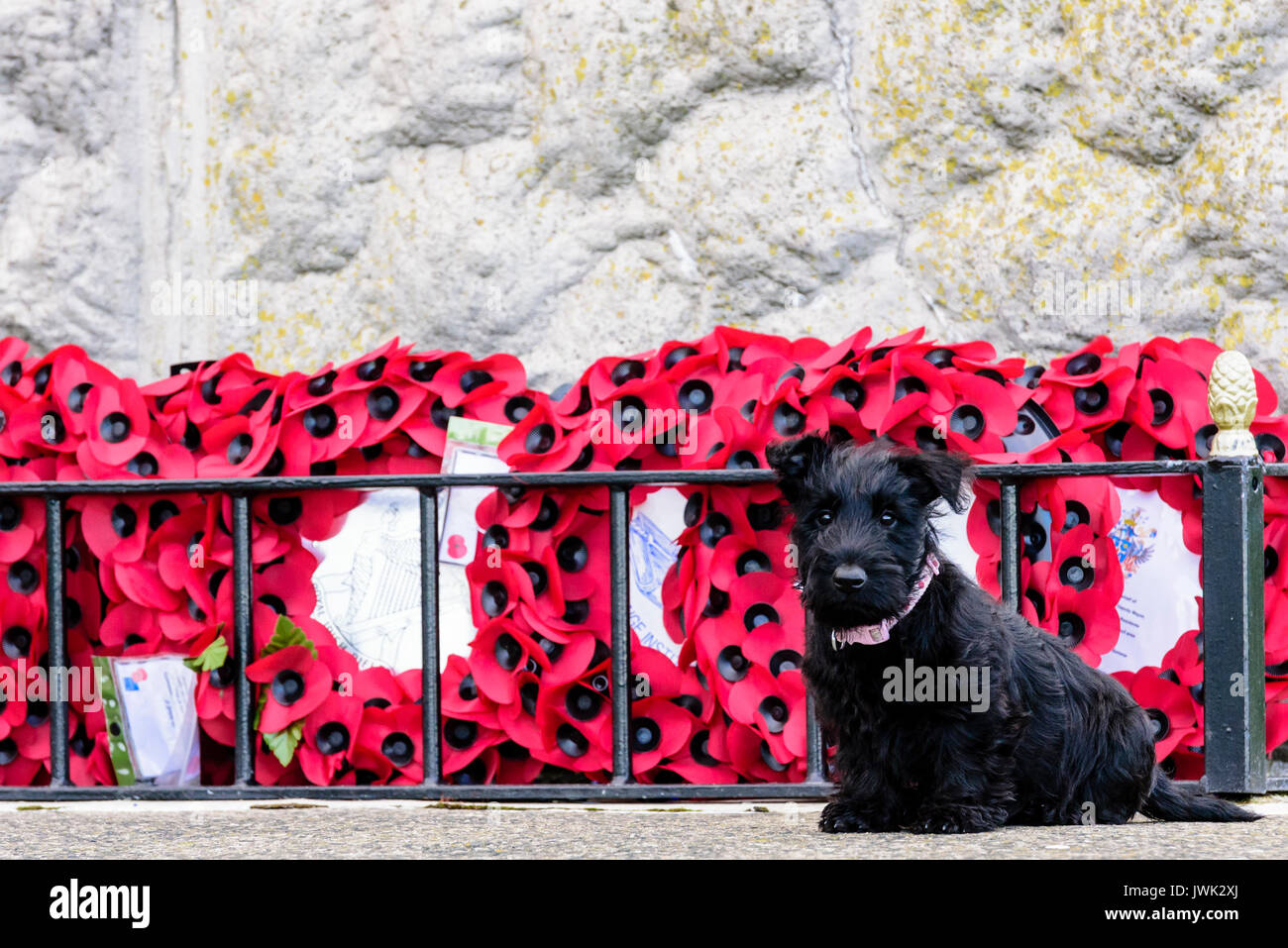 9 Woche alt Scottish Terrier Welpen sitzen neben einigen red poppy Kränze Stockfoto