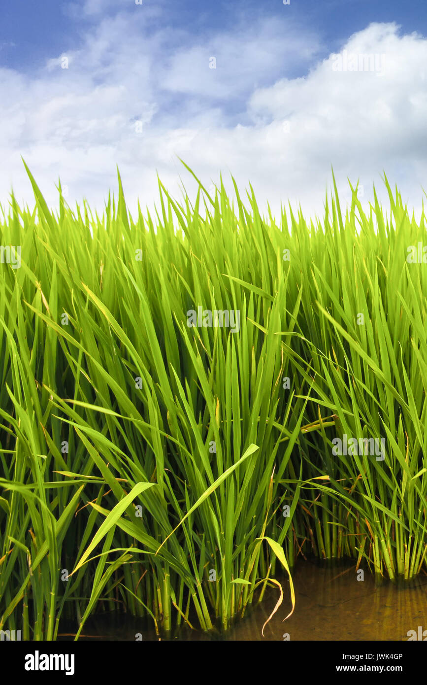 Grüne Reisfelder Feld Plantage in Asien gegen einen schönen blauen Himmel mit weißen Wolken. Reis wird auf wässrigen Terrain gepflanzt und manuell geerntet. Co Stockfoto