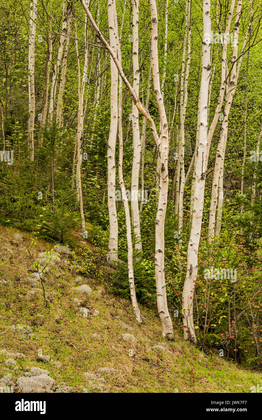Papier Birke Bäume auf einem White Mountain National Forest Hang im Frühjahr, Coos Co, NH Stockfoto