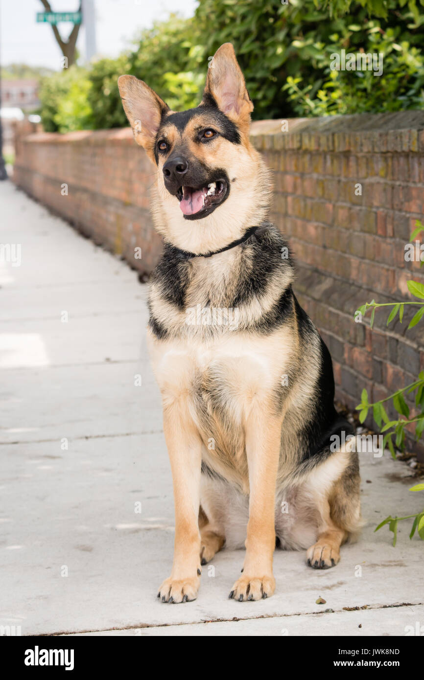 Ein Gehorsamer Schäferhund sitzt an Aufmerksamkeit auf einem Bürgersteig Stockfoto