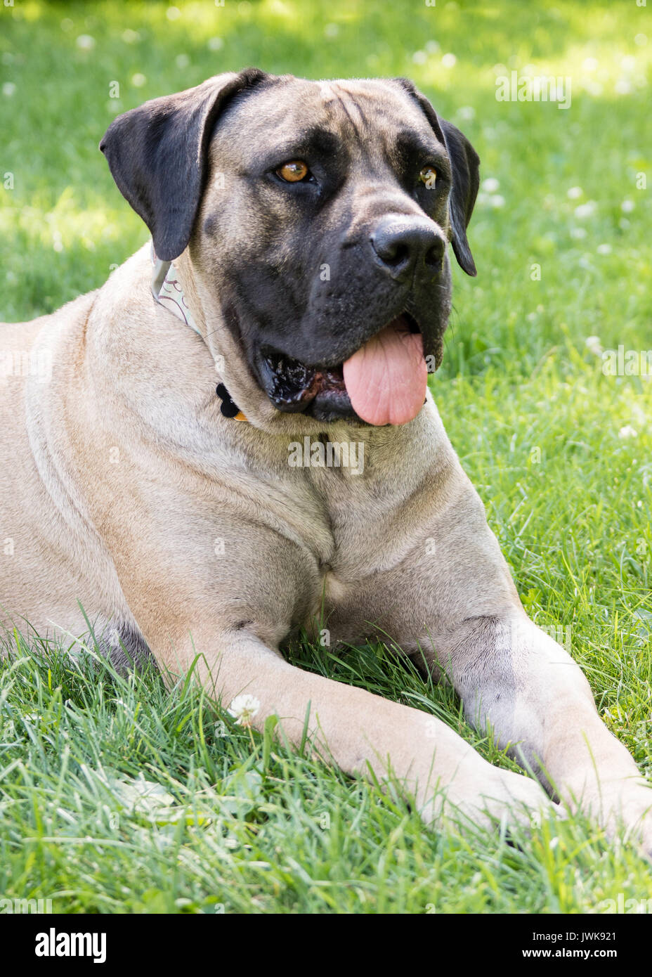 Eine große tan Mastiff mix Hund legt im Gras an einem Sommertag. Stockfoto