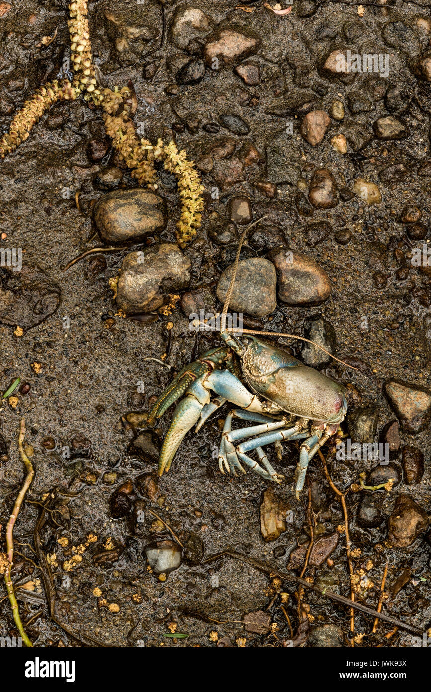 Die harten Äußeren bleibt von einem crayfish Begegnung mit einem waschbär auf der Bank der Sacandaga River in der Nähe von Wells, Hamilton Co., New York Stockfoto