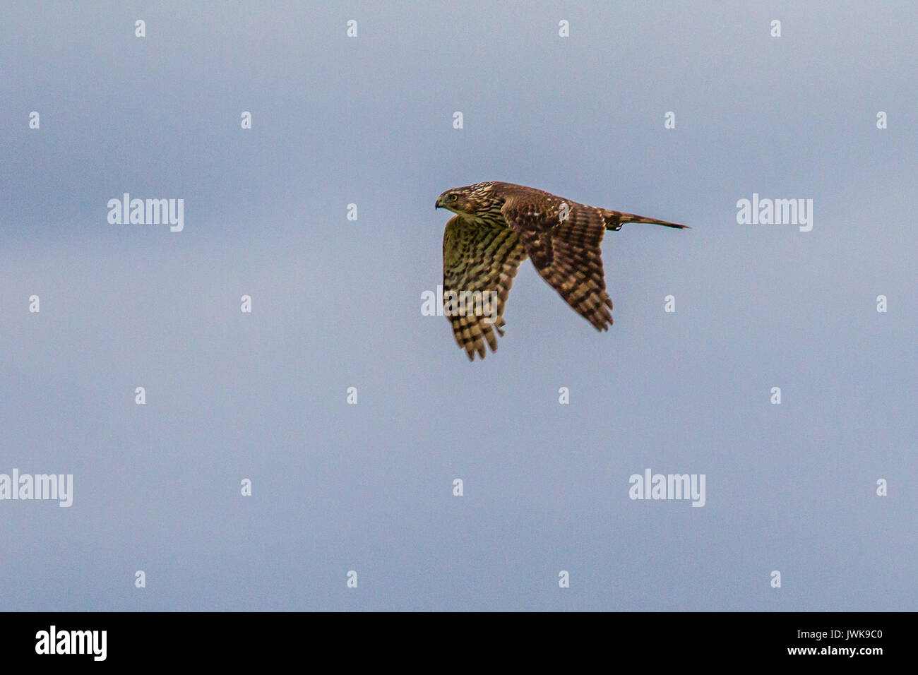 Cooper's Hawk Stockfoto