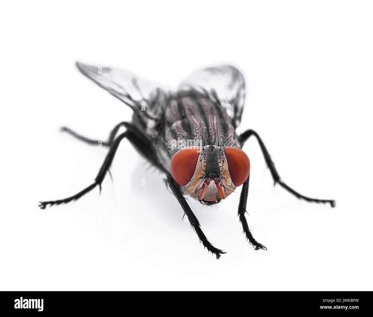 Fliegen isoliert auf weißem Hintergrund (selektive Fokus) Stockfoto