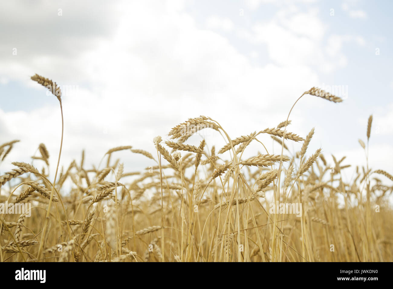 Landwirtschaftlichen Hintergrund. Golden ährchen von Weizen im Bereich Reif Stockfoto