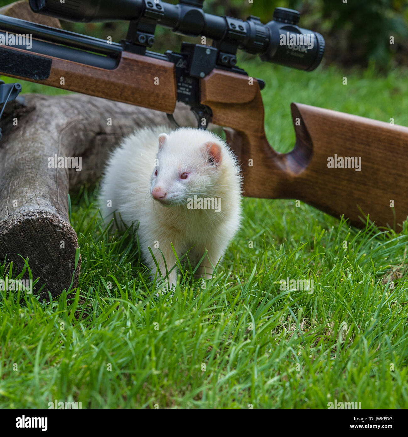 Arbeiten mit Luft Waffen Luftgewehr Frettchen Stockfoto