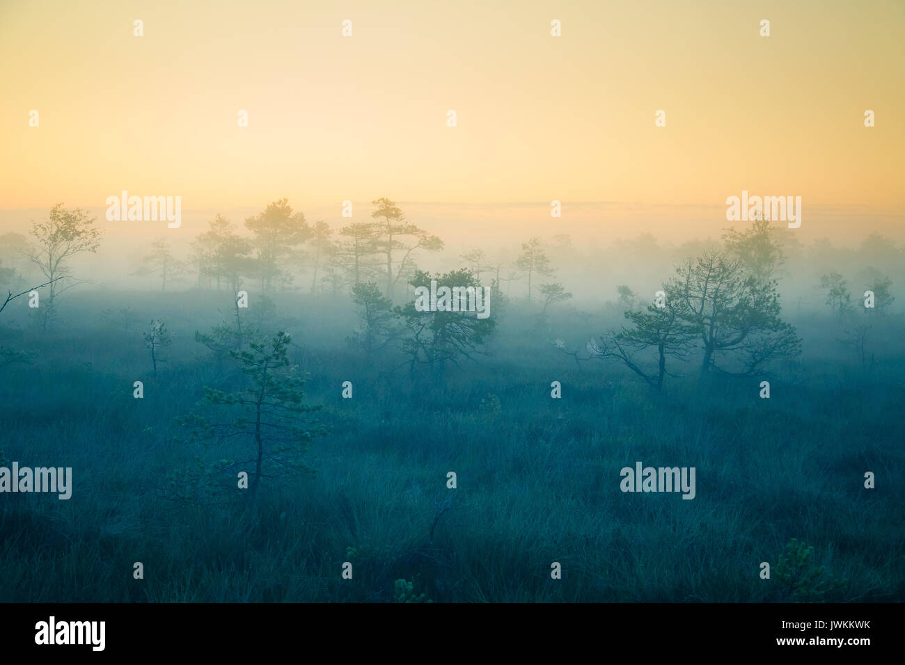 Eine verträumte Landschaft Sumpf vor dem Sonnenaufgang. Bunte, Misty. Marsh Landschaft in der Morgendämmerung. Schönen, künstlerischen Stil Foto. Stockfoto