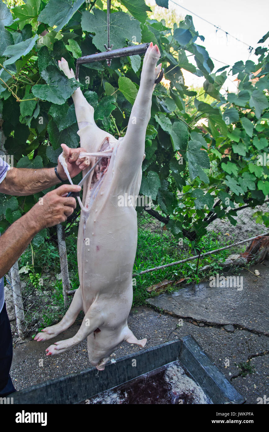 Bearbeitung von einem geschlachteten Schwein, die für den Verkauf vorbereitet wird. Stockfoto