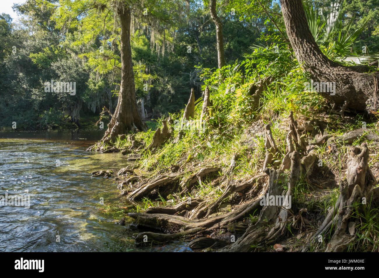 Cypress Knie und Wurzeln die Deckung der von Poe-Federn beim Santa Fe River, Gilcrest County, Florida Stockfoto