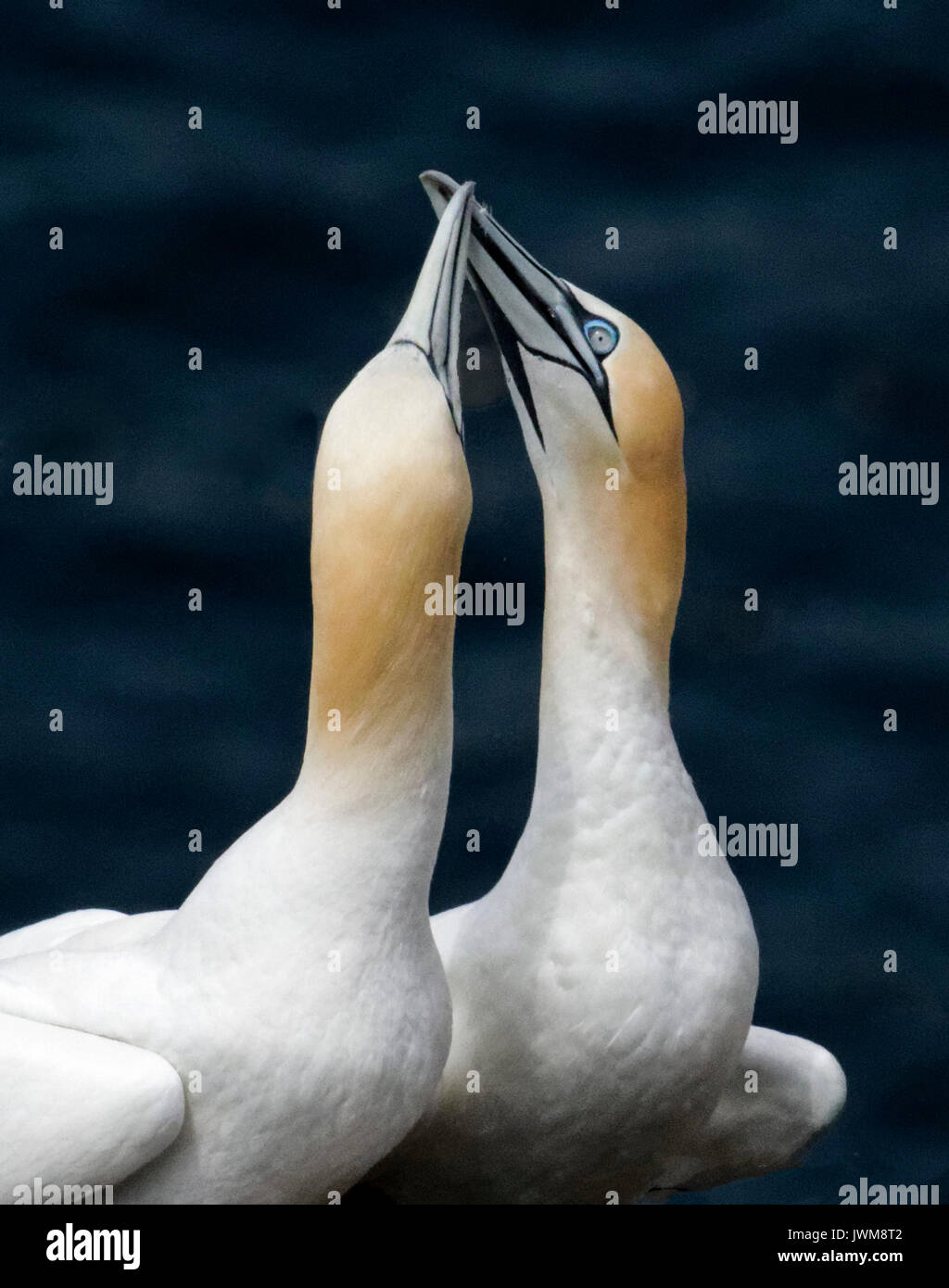 Basstölpel fliegen über dem offenen Meer und selten über Land. Sie ernähren sich von Fischen aufgenommen in spektakuläre Tauchgänge. Stockfoto