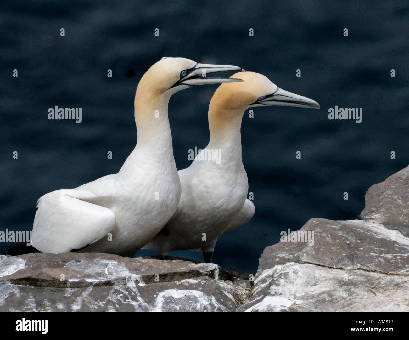 Basstölpel fliegen über dem offenen Meer und selten über Land. Sie ernähren sich von Fischen aufgenommen in spektakuläre Tauchgänge. Stockfoto