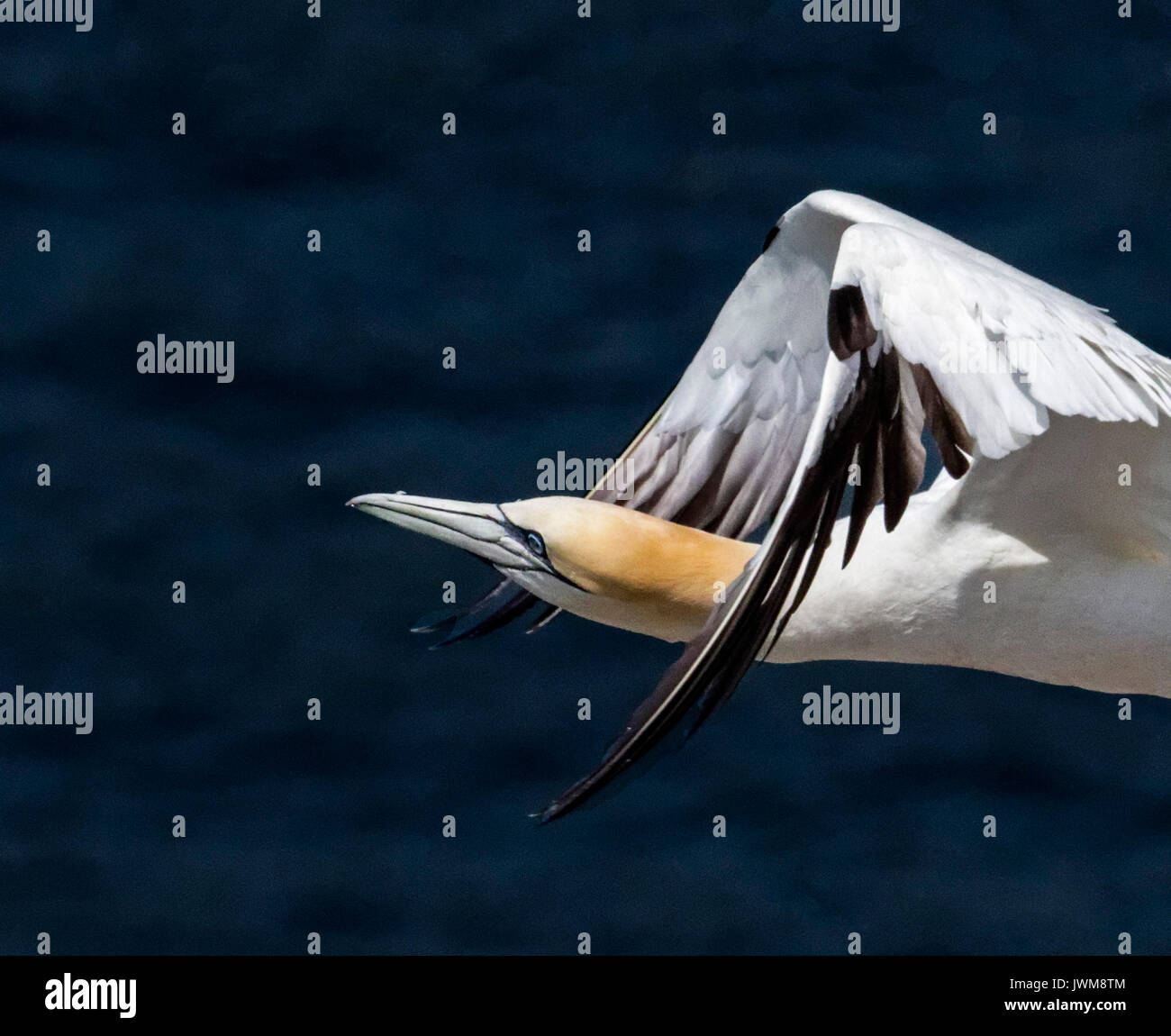 Basstölpel fliegen über dem offenen Meer und selten über Land. Sie ernähren sich von Fischen aufgenommen in spektakuläre Tauchgänge. Stockfoto
