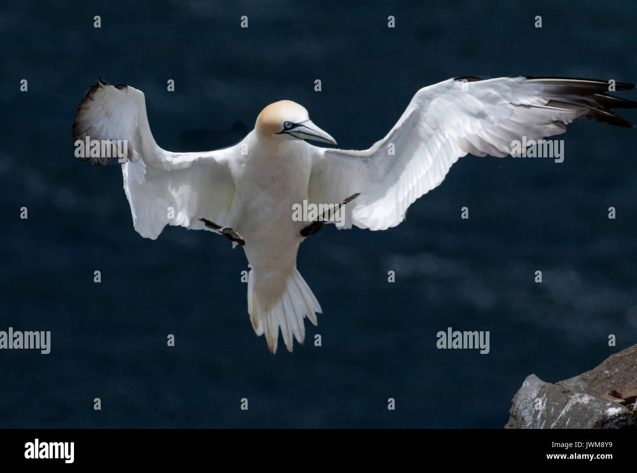 Basstölpel fliegen über dem offenen Meer und selten über Land. Sie ernähren sich von Fischen aufgenommen in spektakuläre Tauchgänge. Stockfoto