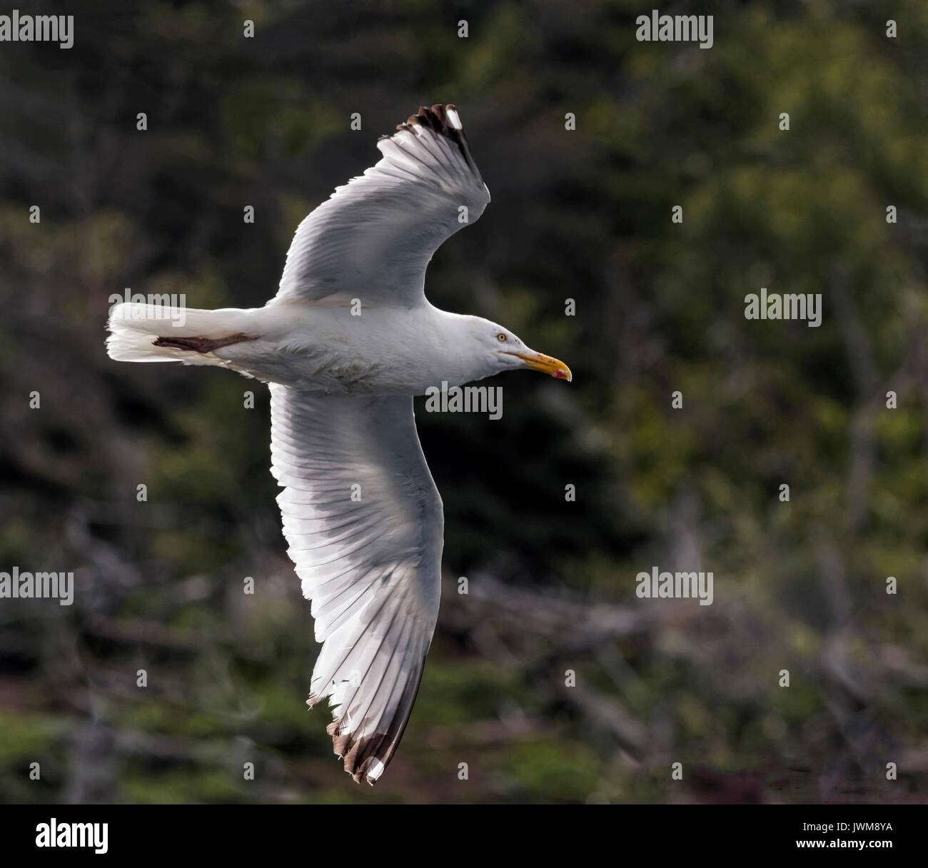 Basstölpel fliegen über dem offenen Meer und selten über Land. Sie ernähren sich von Fischen aufgenommen in spektakuläre Tauchgänge. Stockfoto