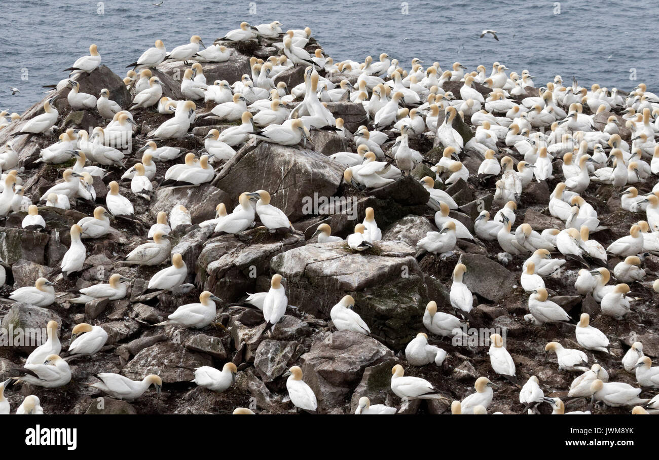 Basstölpel fliegen über dem offenen Meer und selten über Land. Sie ernähren sich von Fischen aufgenommen in spektakuläre Tauchgänge. Stockfoto