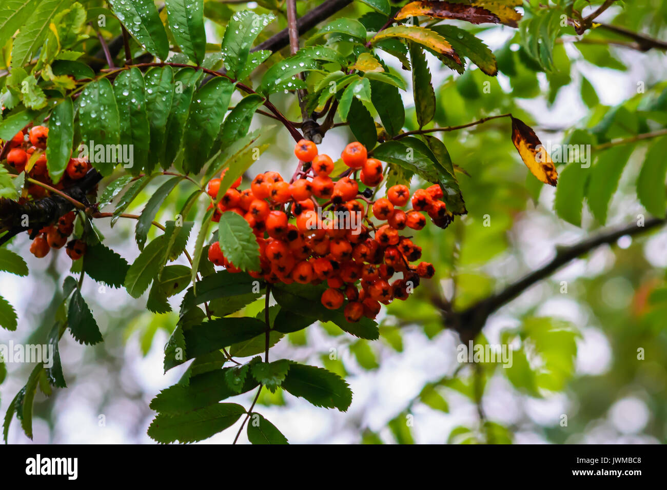 Vogelbeere Früchte hängt am Baum nach Regen. Stockfoto