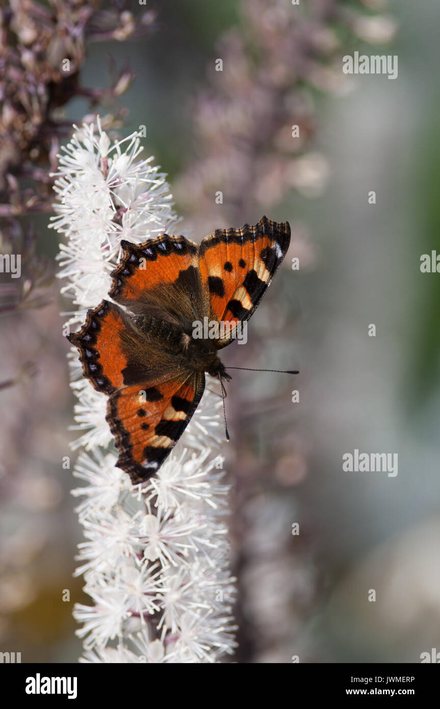 Schmetterling kleiner Fuchs (Nymphalis urticae) Fütterung auf weiße Blume, Vereinigtes Königreich Stockfoto