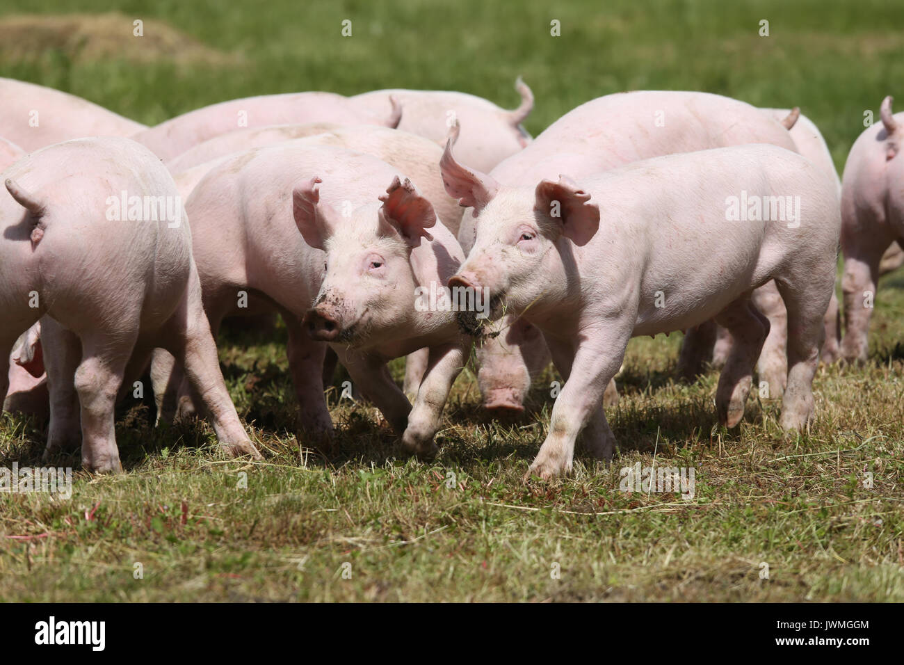 Gruppenfoto der junge Ferkel läuft auf grünem Gras in der Nähe der Farm Stockfoto