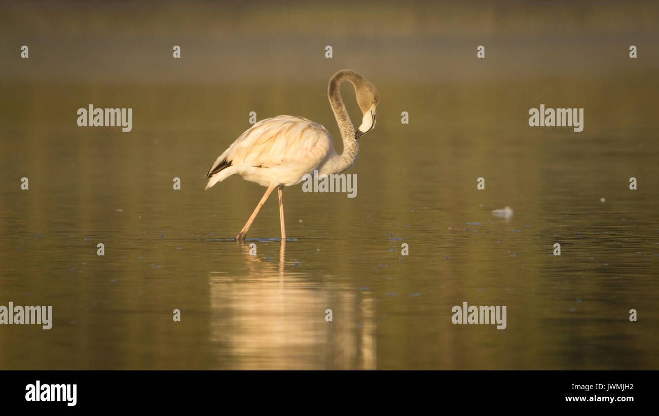 Flamingo Stockfoto