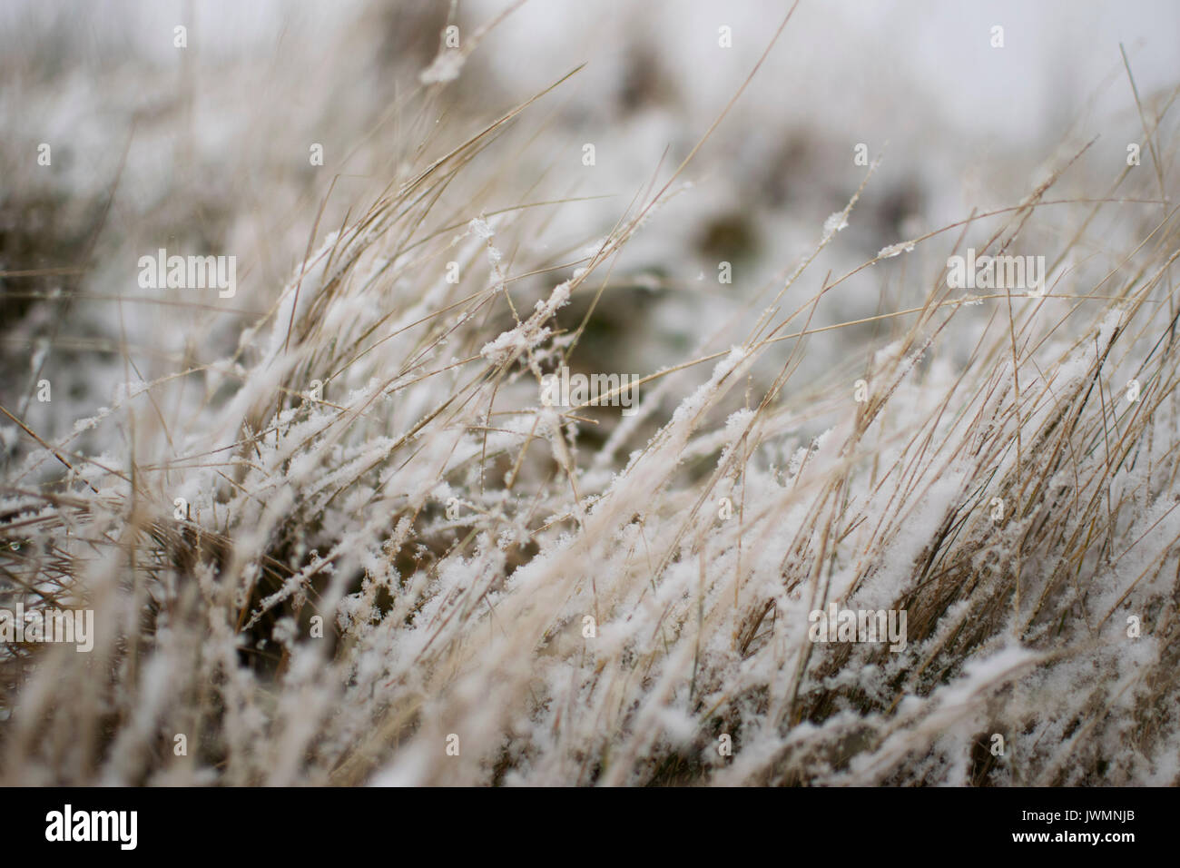 Schnee unter Gras, ceredigion. Harriet baggley Stockfoto