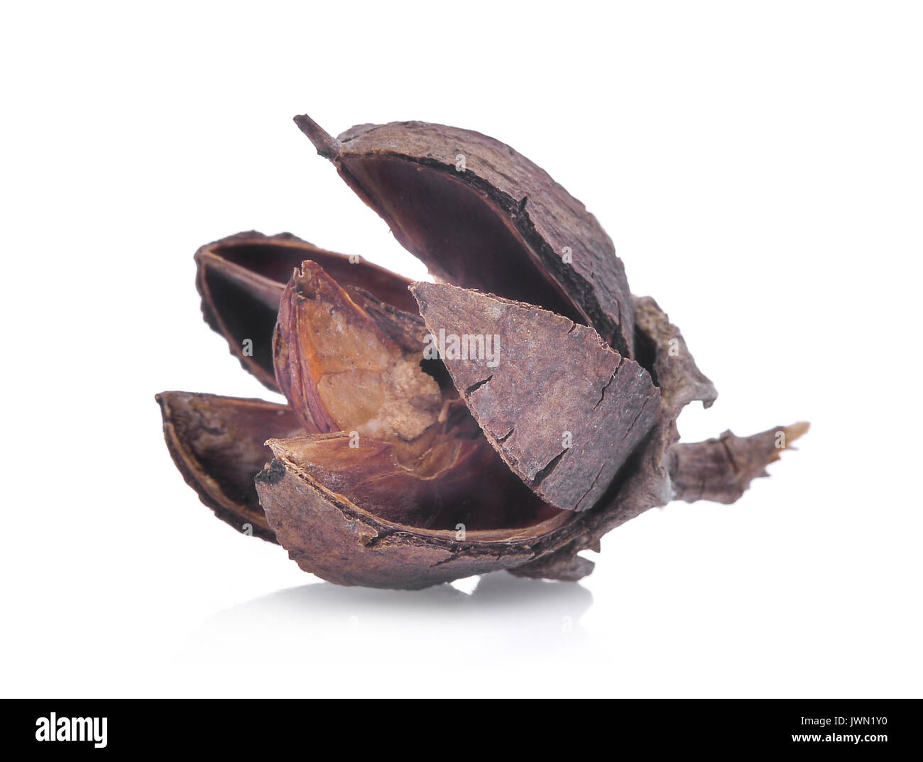 Lagerstroemia floribunda Pods auf weißem Hintergrund Stockfoto