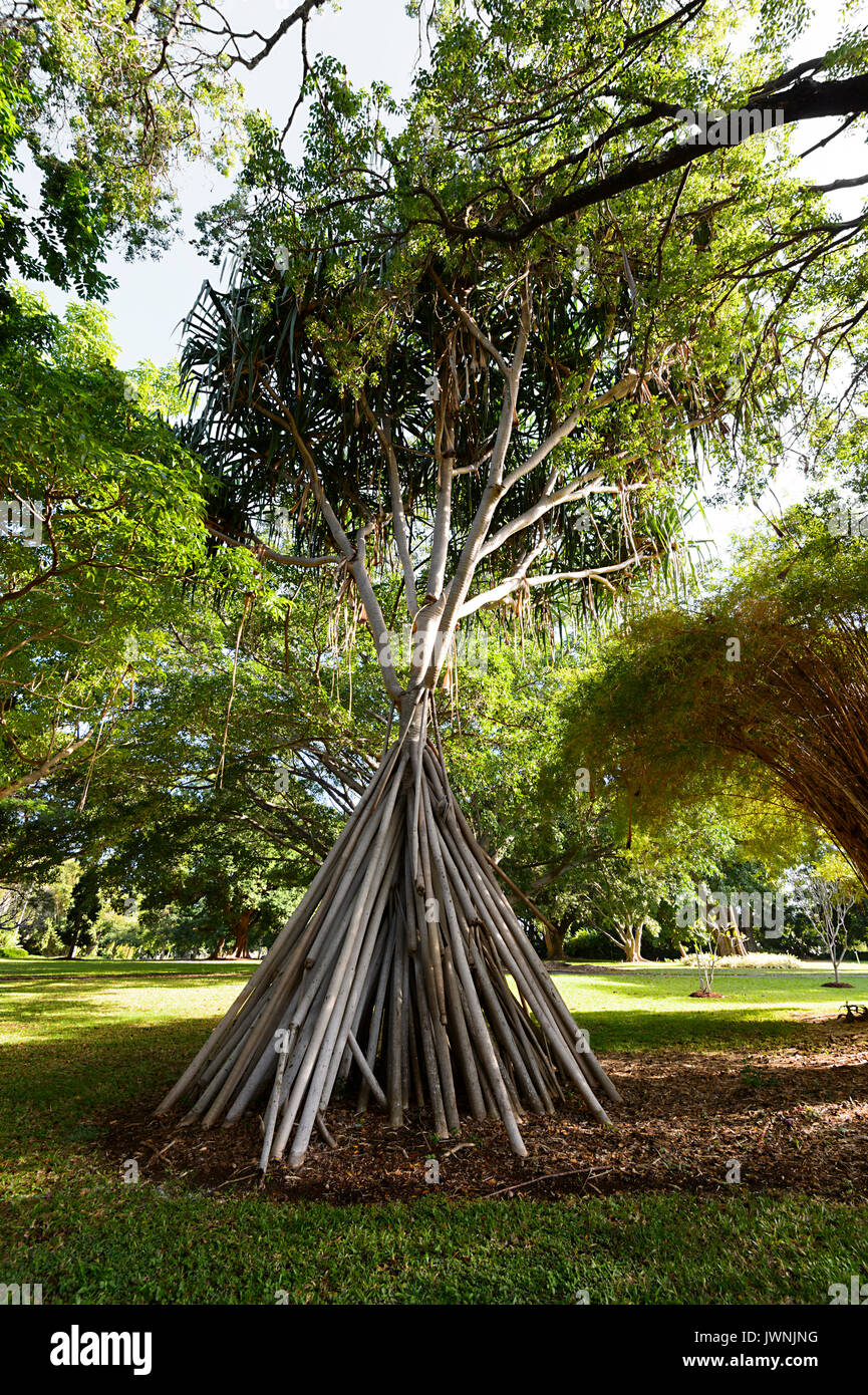 Pandanus (Pandanus papuana) native auf Papua Neuguinea, in der Queen's Park, Botanischer Garten, Townsville, Queensland gesehen, QLD, Australien Stockfoto