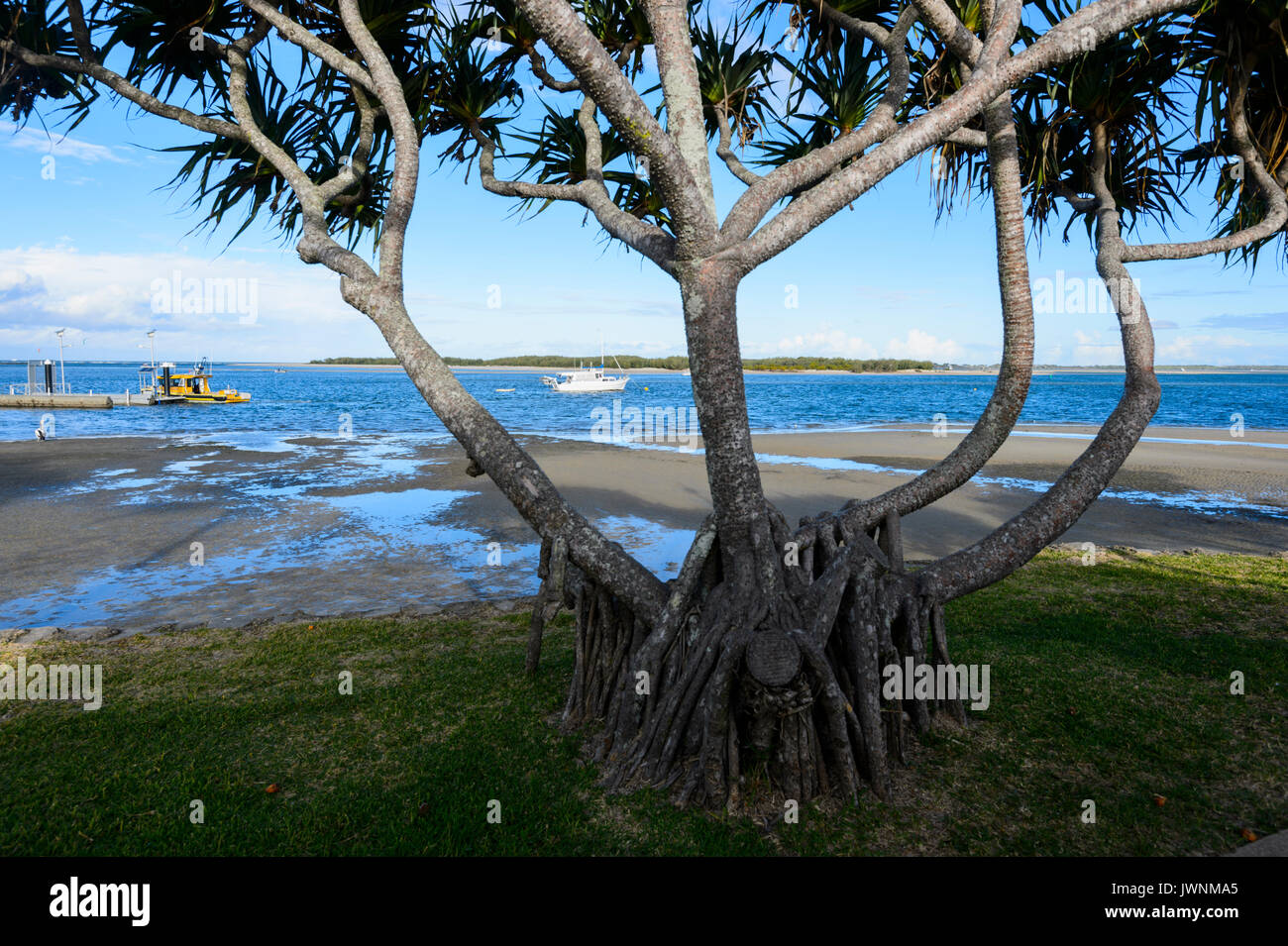 Pandanus wächst an den Caloundra Strandpromenade, Queensland, Queensland, Australien Stockfoto