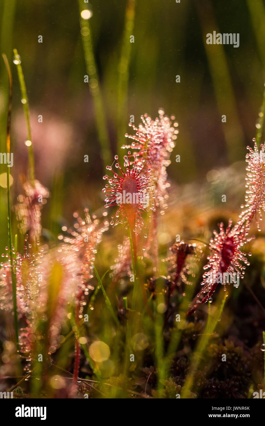 Eine schöne Nahaufnahme eines großen sonnentau Laub im Morgenlicht. Fleischfressende Pflanze im Marsh. Eine lebendige Makro Foto. Stockfoto