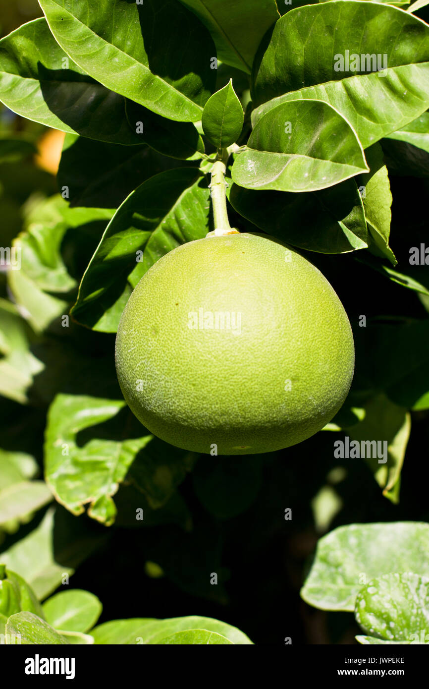 Reifen grün Grapefruit auf dem Baum Stockfoto