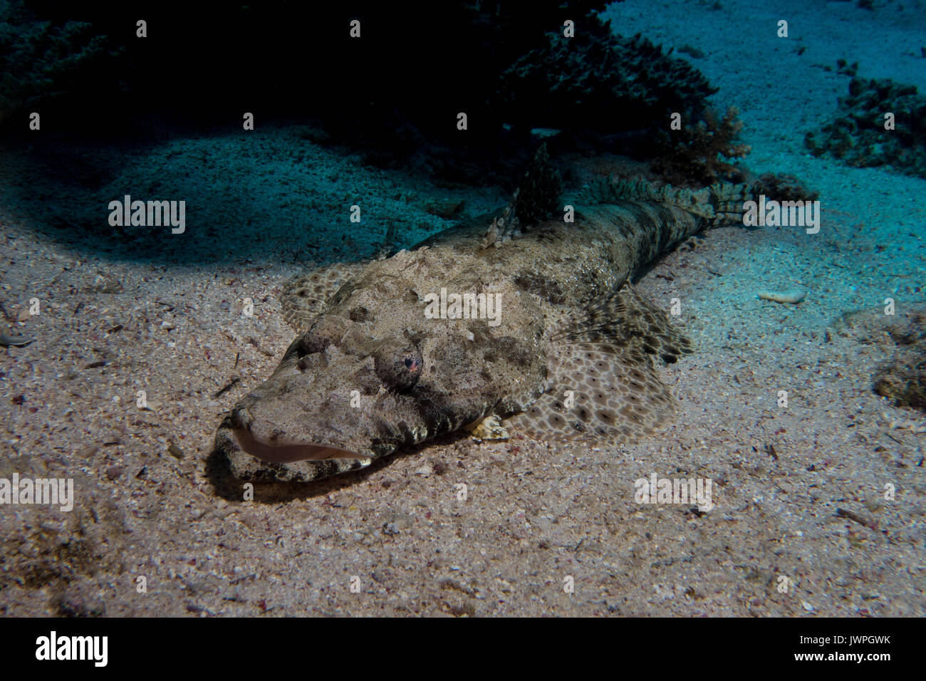 Krokodil Fische im Roten Meer in Ägypten Stockfoto