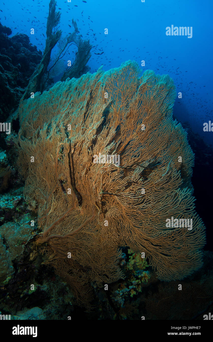Gorgonien Korallen im Roten Meer in Ägypten Stockfoto