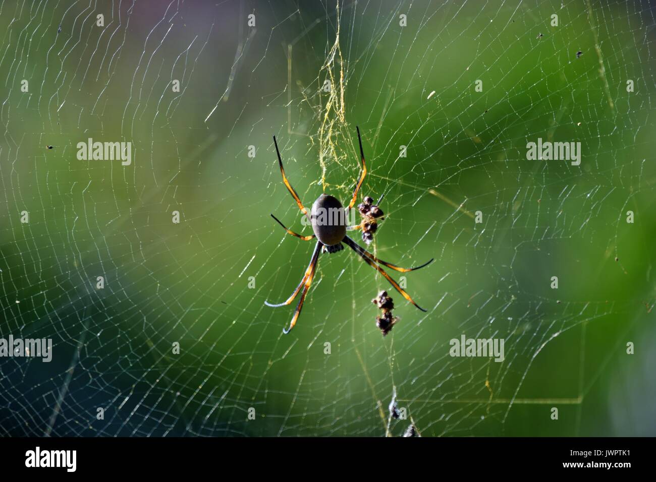 Golden orbweaver orb-weaver Spider (Nephila plumipes) Sunshine Coast, Queensland, Australien Stockfoto