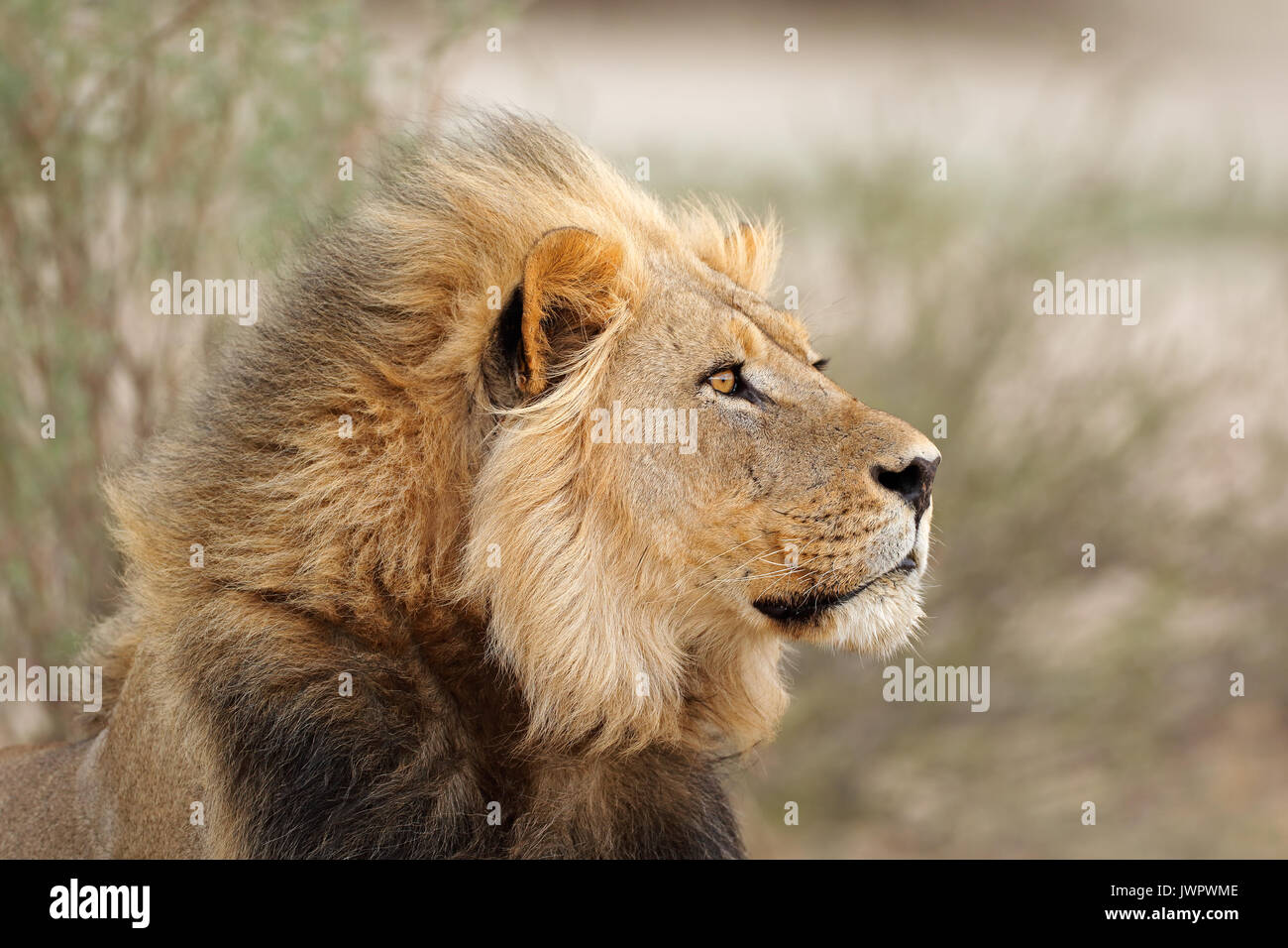 Porträt eines großen männlichen afrikanischen Löwen (Panthera Leo), Kalahari-Wüste, Südafrika Stockfoto