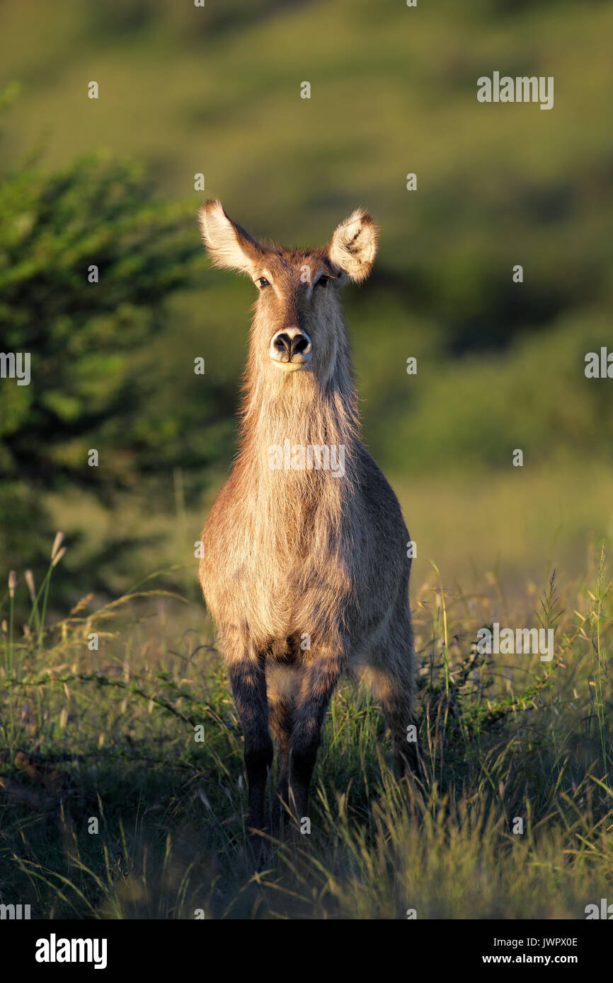 Weibliche wasserbock Antilope (Kobus ellipsiprymnus) im natürlichen Lebensraum, Südafrika Stockfoto