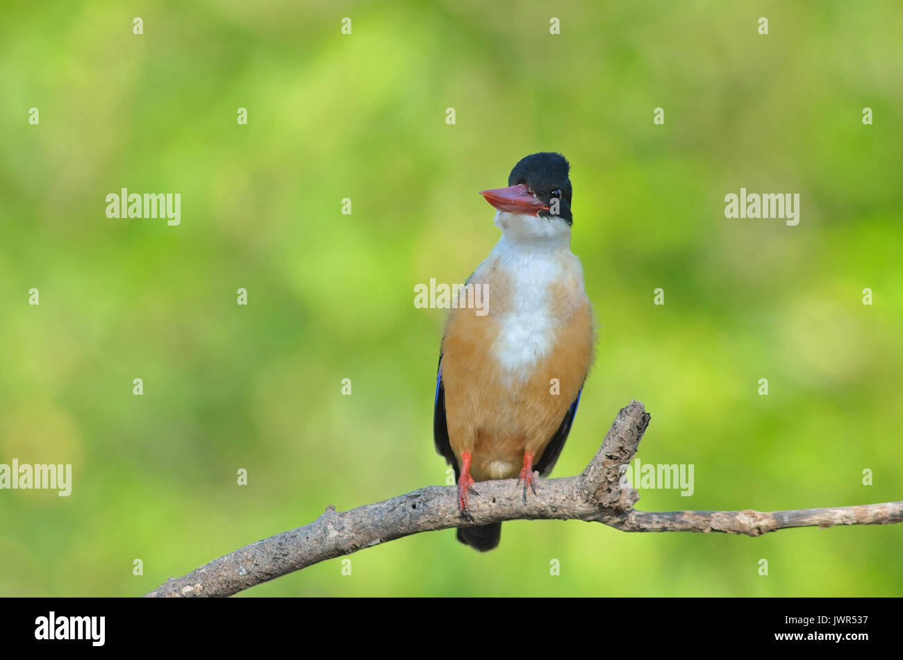 Vogel (Black-capped Kingfisher Halcyon Pileata) violett-blau Flügel und zurück schwarze Kopf und Schultern weiße Kragen und Kehle und rufous underparts Stockfoto