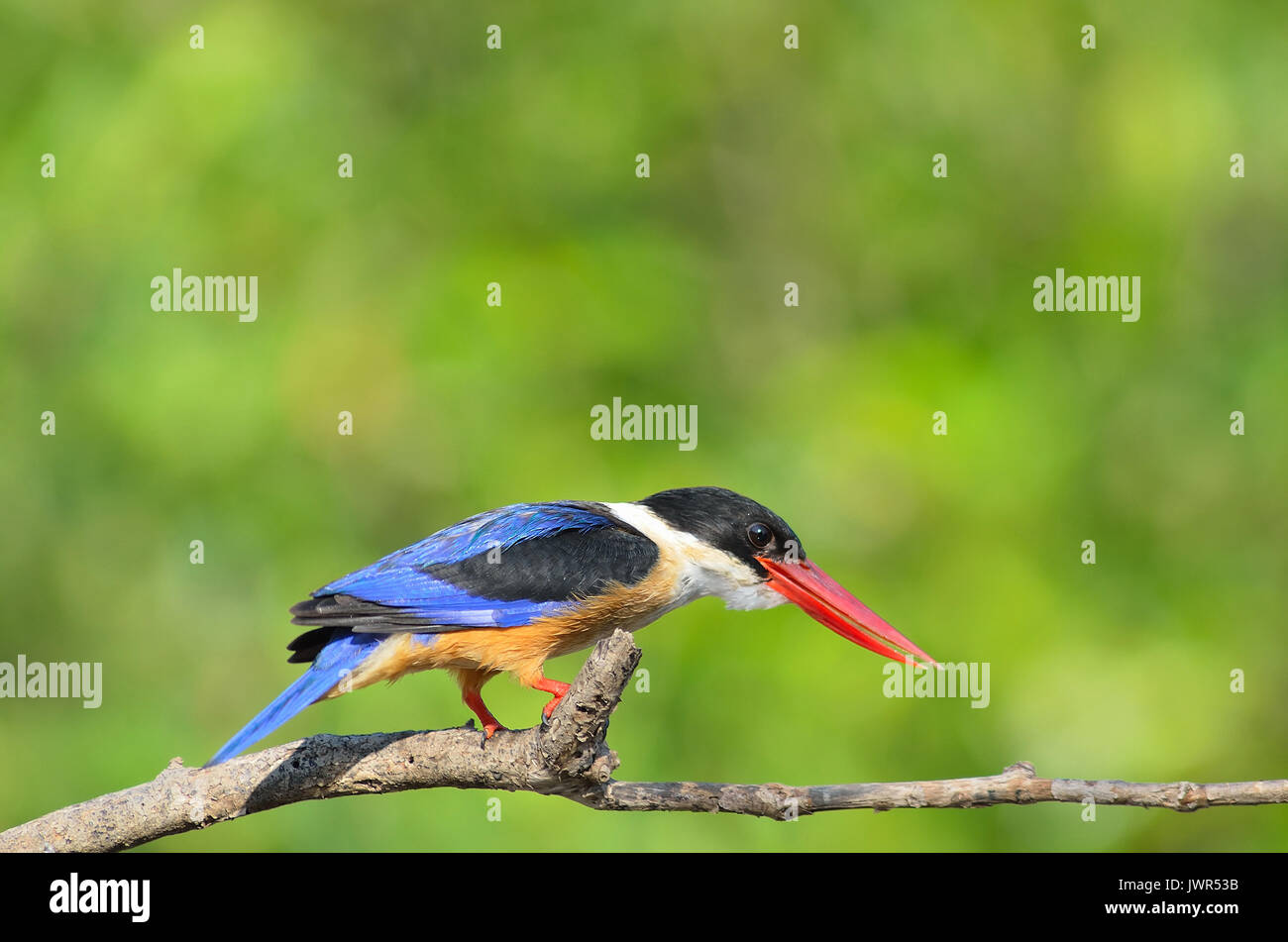 Vogel (Black-capped Kingfisher Halcyon Pileata) violett-blau Flügel und zurück schwarze Kopf und Schultern weiße Kragen und Kehle und rufous underparts Stockfoto