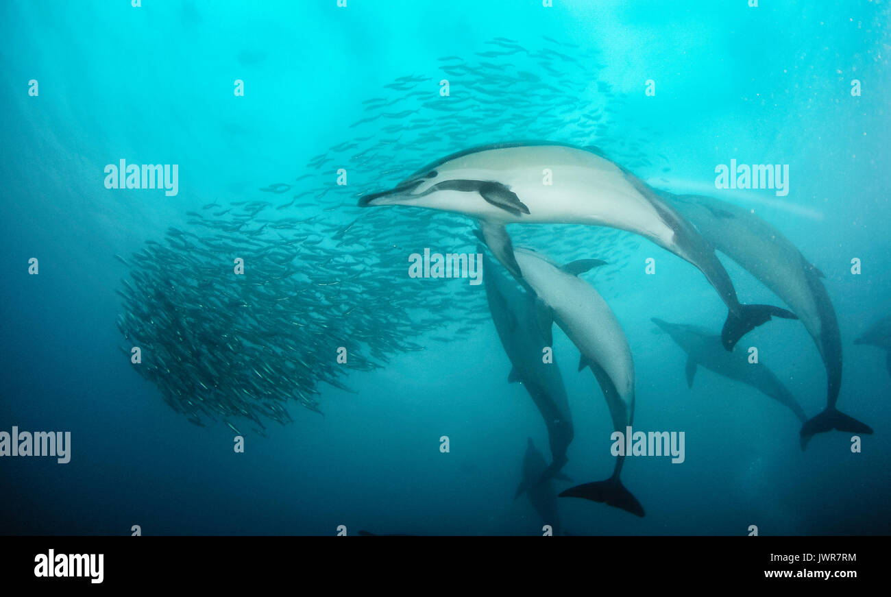 Pod der Gemeine Delfine füttern Sardinen während der jährlichen Sardine Run an der Ostküste von Südafrika. Stockfoto