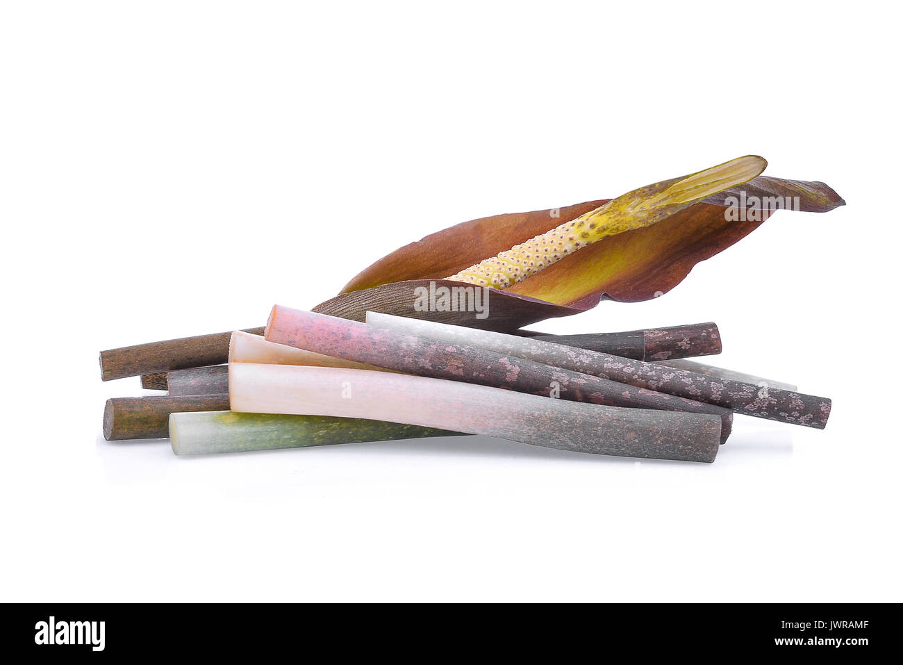 Amorphophallus paeoniifolius (dennst.) Nicolson. elephant Yam, Stanley s Wasser - Whirlpool, Konjac auf weißem Hintergrund Stockfoto