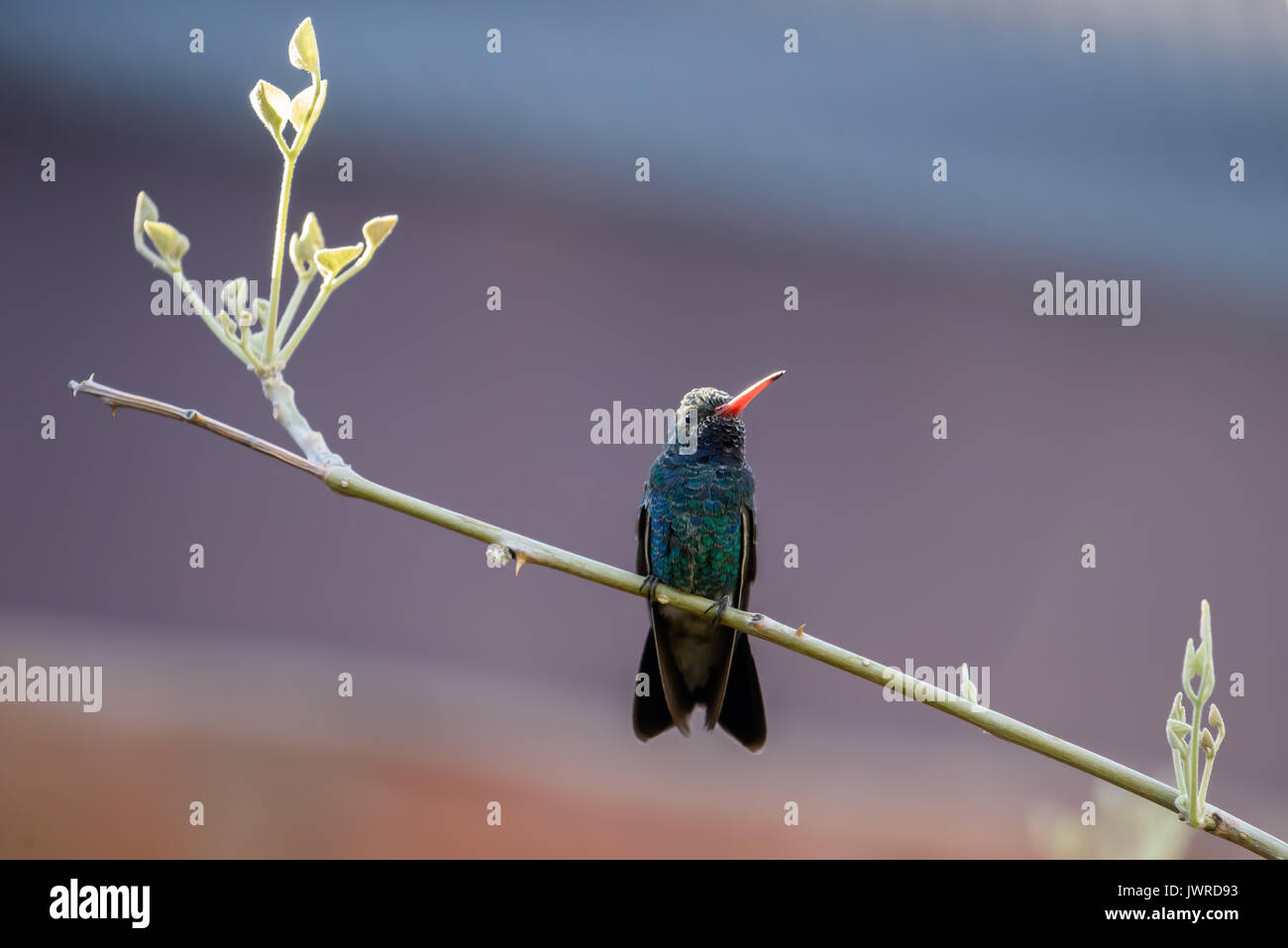 Kolibri Stockfoto