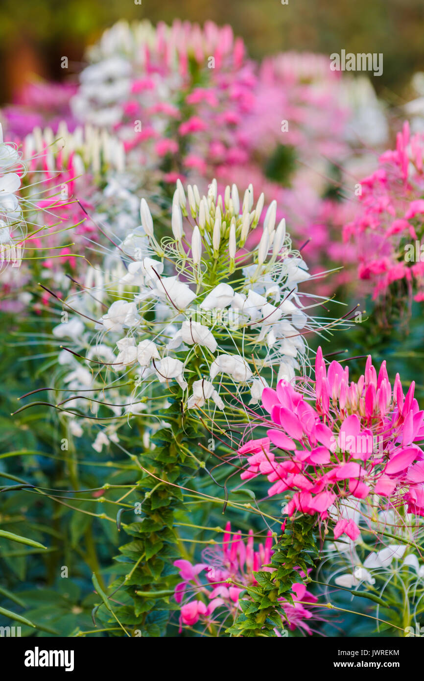 Rosa und Weiß Spider Blume (Cleome hassleriana) im Garten für den Hintergrund verwenden. Stockfoto