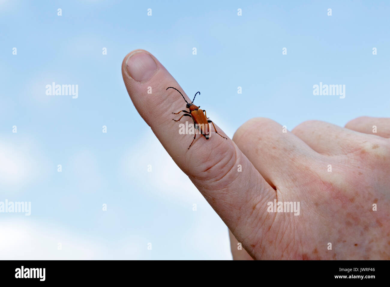 Red longhorn Beetle (Stictoleptura rubra) an Hand einer Frau Stockfoto