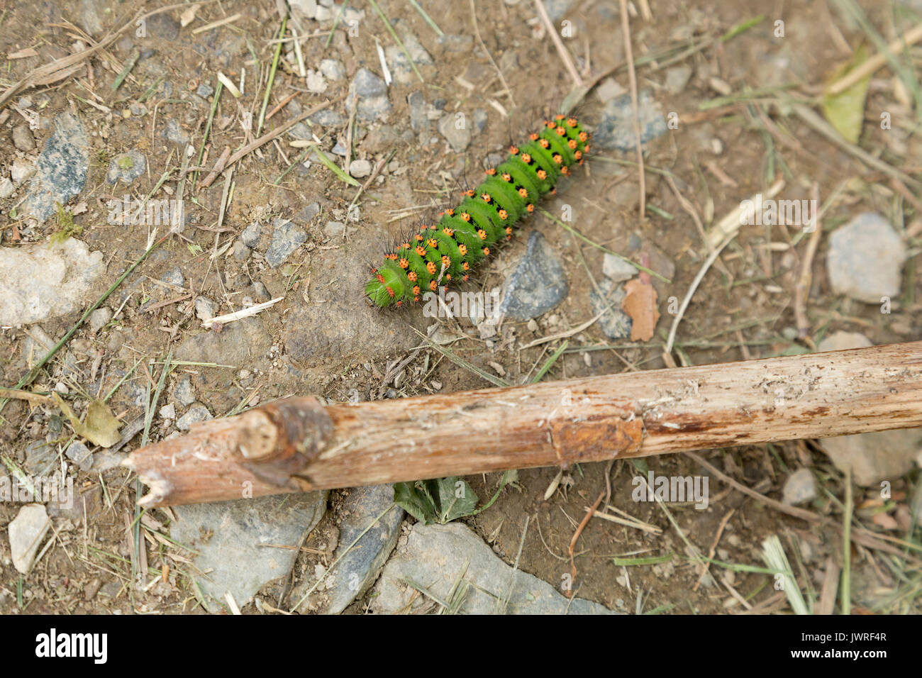 Die Hälfte gewachsen Caterpillar von kleinen Kaiser Motte Stockfoto