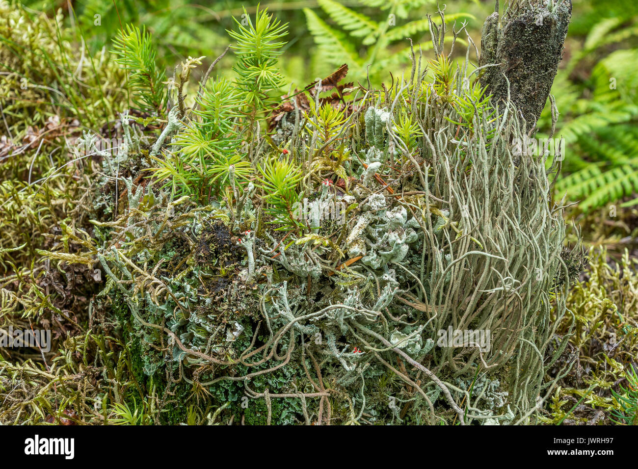 Red Crest flechten auch als britischer Soldat Flechten, Cladonia Cristatella bekannt. Stockfoto